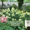 Limelight Prime Panicle Hydrangea Live Shrub - White to Pink Blooms, 4-6ft Tall, Zones 3-8 - Image 1