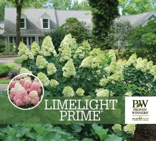 Limelight Prime Panicle Hydrangea Live Shrub - White to Pink Blooms, 4-6ft Tall, Zones 3-8 - Image 1
