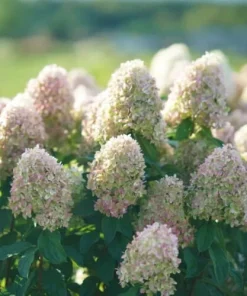Limelight Prime Panicle Hydrangea Shrub Live Plant - White to Pink Blooms, Hardy Zones 3-8 - Image 3