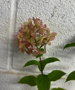 Limelight Prime Panicle Hydrangea Shrub Live Plant - White to Pink Blooms, Hardy Zones 3-8 - Image 4