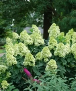 Limelight Prime Panicle Hydrangea Shrub Live Plant - White to Pink Blooms, Hardy Zones 3-8 - Image 5