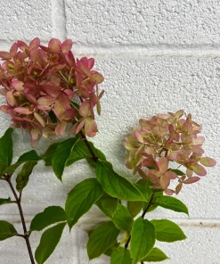 Limelight Prime Panicle Hydrangea Shrub Live Plant - White to Pink Blooms, Hardy Zones 3-8 - Image 6
