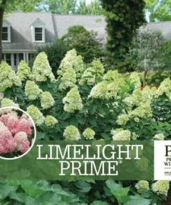Limelight Prime Panicle Hydrangea Shrub Live Plant - White to Pink Blooms, Hardy Zones 3-8 - Image 1