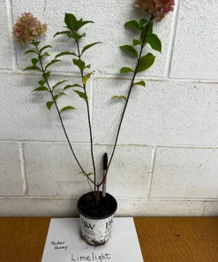 Limelight Prime Panicle Hydrangea Shrub Live Plant - White to Pink Blooms, Hardy Zones 3-8 - Image 8
