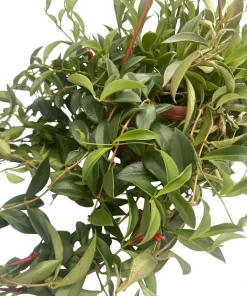Lipstick Plant Live - 6" Hanging Basket, Aeschynanthus radicans, Indoor Houseplant - Image 2