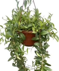 Lipstick Plant Live - 6