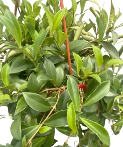Lipstick Plant Live - 6