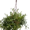 Lipstick Plant Live - 6" Hanging Basket, Aeschynanthus radicans, Indoor Houseplant - Image 1