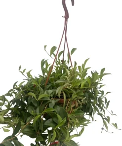 Lipstick Plant Live - 6