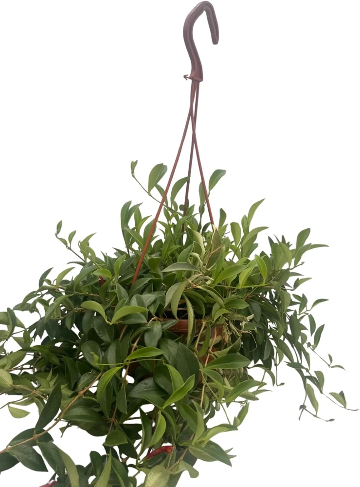 Lipstick Plant Live - 6" Hanging Basket, Aeschynanthus radicans, Indoor Houseplant - Image 1