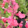 Lipstick Salvia Live Plant, Salvia greggii Red Perennial, 1 Gallon Pot, Outdoor - Image 1