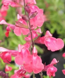 Lipstick Salvia Live Plant, Salvia greggii Red Perennial, 1 Gallon Pot, Outdoor - Image 1