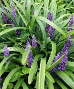 Liriope Big Blue Lilyturf - 48 Live Plants - Sun to Shade Groundcover - Image 2