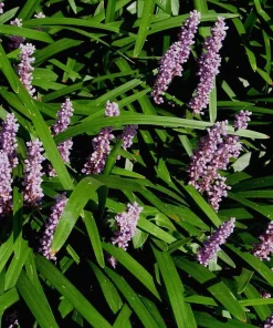 Liriope Big Blue Lilyturf - 48 Live Plants - Sun to Shade Groundcover - Image 3