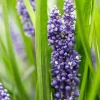 Liriope Big Blue Lilyturf - 48 Live Plants - Sun to Shade Groundcover - Image 1