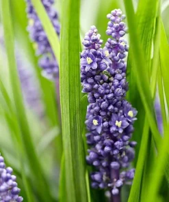 Liriope Big Blue Lilyturf - 48 Live Plants - Sun to Shade Groundcover - Image 1