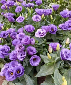 Lisianthus Mixed Colors Flower Seeds - Eustoma Grandiflorum - 20 Seeds - Image 10