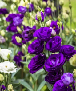 Lisianthus Mixed Colors Flower Seeds - Eustoma Grandiflorum - 20 Seeds - Image 11