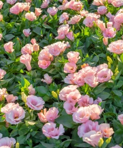 Lisianthus Mixed Colors Flower Seeds - Eustoma Grandiflorum - 20 Seeds - Image 12
