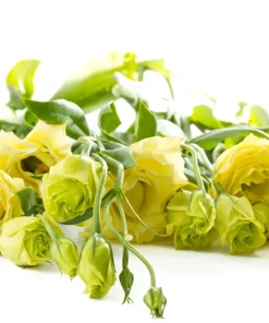 Lisianthus Mixed Colors Flower Seeds - Eustoma Grandiflorum - 20 Seeds - Image 13