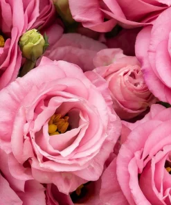 Lisianthus Mixed Colors Flower Seeds - Eustoma Grandiflorum - 20 Seeds - Image 2