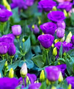 Lisianthus Mixed Colors Flower Seeds - Eustoma Grandiflorum - 20 Seeds - Image 3
