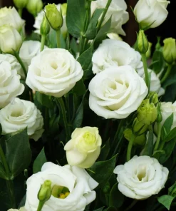 Lisianthus Mixed Colors Flower Seeds - Eustoma Grandiflorum - 20 Seeds - Image 4