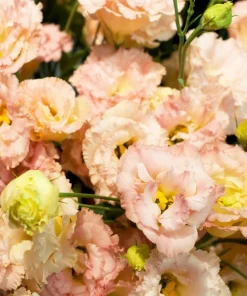 Lisianthus Mixed Colors Flower Seeds - Eustoma Grandiflorum - 20 Seeds - Image 5