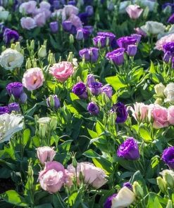 Lisianthus Mixed Colors Flower Seeds - Eustoma Grandiflorum - 20 Seeds - Image 6
