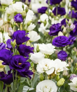 Lisianthus Mixed Colors Flower Seeds - Eustoma Grandiflorum - 20 Seeds - Image 7