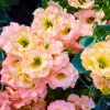 Lisianthus Mixed Colors Flower Seeds - Eustoma Grandiflorum - 20 Seeds - Image 1