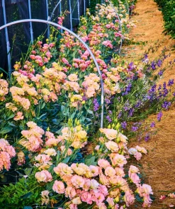 Lisianthus Mixed Colors Flower Seeds - Eustoma Grandiflorum - 20 Seeds - Image 8