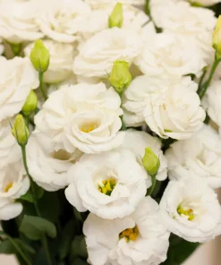 Lisianthus Mixed Colors Flower Seeds - Eustoma Grandiflorum - 20 Seeds - Image 9