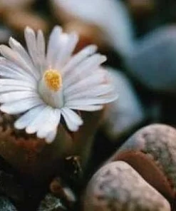 Lithops Live Plant - Living Stone Succulent - 2 inch Pot - Unique Indoor Plant - Image 2