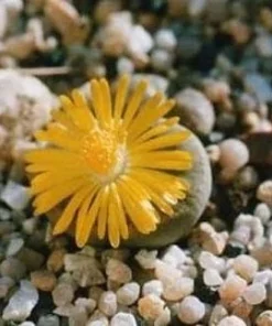 Lithops Live Plant - Living Stone Succulent - 2 inch Pot - Unique Indoor Plant - Image 3