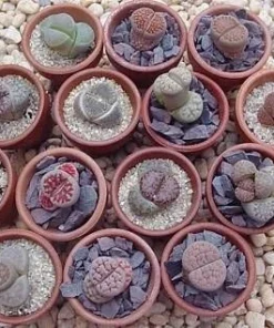 Lithops Live Plant - Living Stone Succulent - 2 inch Pot - Unique Indoor Plant - Image 4