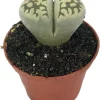 Lithops Live Plant - Living Stone Succulent - 2 inch Pot - Unique Indoor Plant - Image 1