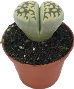 Lithops Live Plant - Living Stone Succulent - 2 inch Pot - Unique Indoor Plant - Image 1