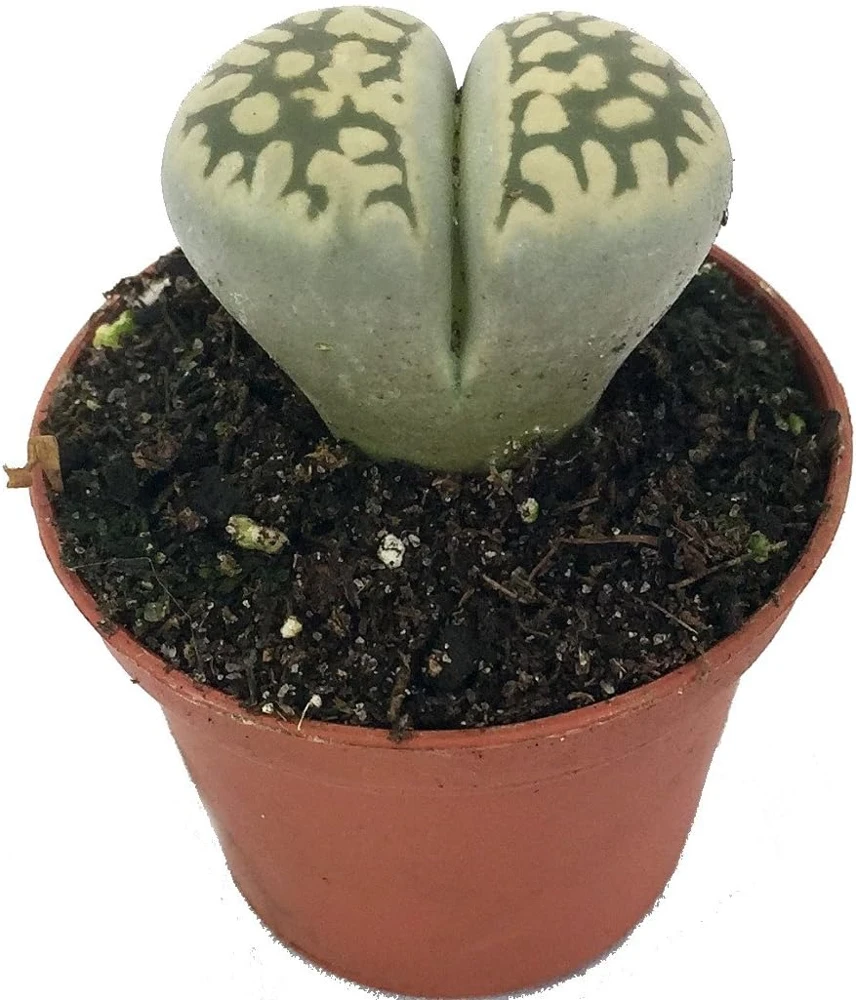 Lithops Live Plant - Living Stone Succulent - 2 inch Pot - Unique Indoor Plant - Image 1