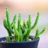 Lithops Living Stone Succulent Cactus Seeds - Easy Grow Rare Varieties - Image 1
