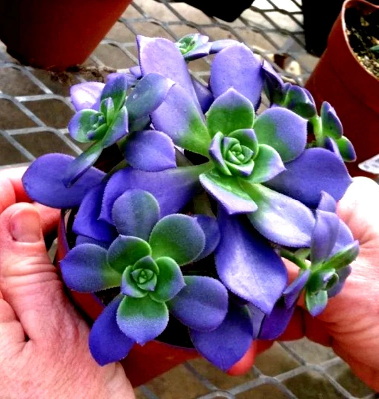 Lithops Living Stone Succulent Seeds - Rare Varieties for Indoor & Outdoor - Image 1