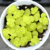 Lithops Living Stones Flower Succulent Cactus Seeds - Rare Varieties - Image 1