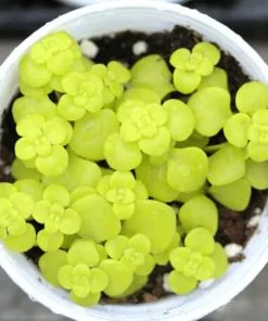 Lithops Living Stones Flower Succulent Cactus Seeds - Rare Varieties - Image 1