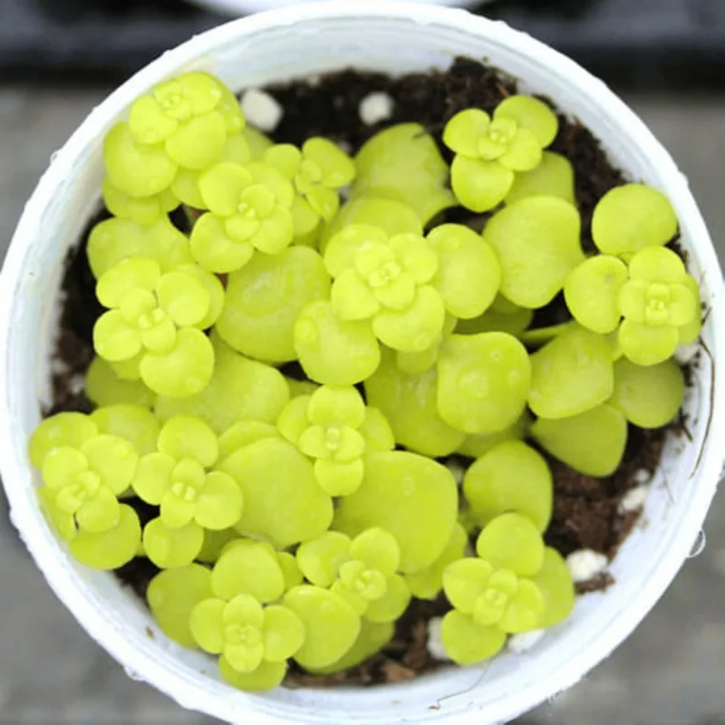 Lithops Living Stones Flower Succulent Cactus Seeds - Rare Varieties - Image 1