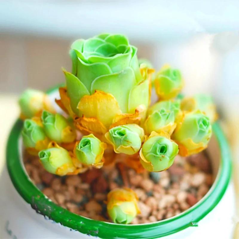 Lithops Living Stones Flower Succulent Cactus Seeds - Rare Varieties - Image 1