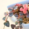 Lithops Living Stones Seeds - Rare Succulent Cactus Flower Seeds - Image 1