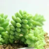 Lithops Living Stones Seeds - Rare Succulent Cactus Seeds - Easy to Grow - Image 1