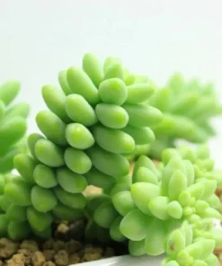 Lithops Living Stones Seeds - Rare Succulent Cactus Seeds - Easy to Grow - Image 1