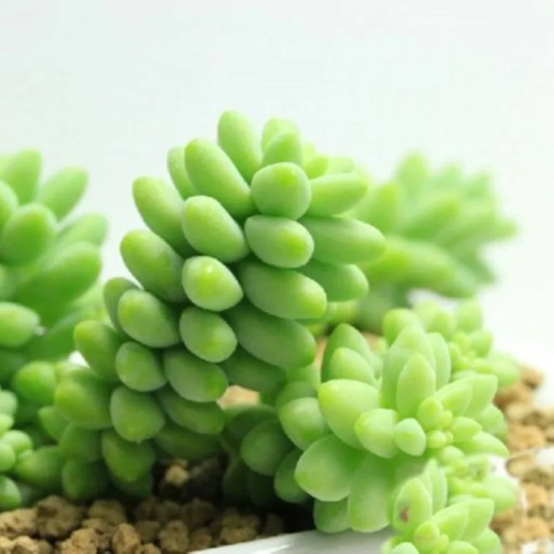 Lithops Living Stones Seeds - Rare Succulent Cactus Seeds - Easy to Grow - Image 1