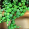 Lithops Living Stones Seeds - Rare Succulent Cactus for Indoor & Outdoor - Image 1